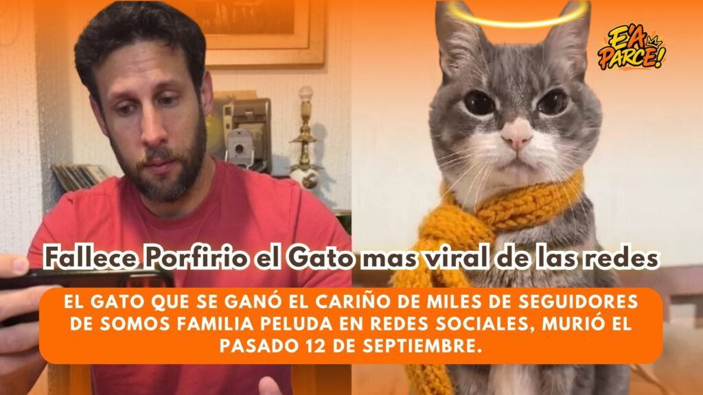 Porfirio, el gato que convirtió una familia peluda en una comunidad: así fue la historia del querido compañero de Alan Alarcón